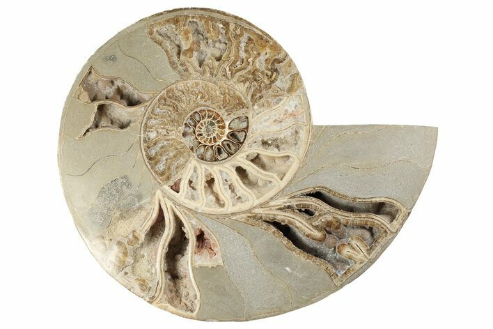 Huge, 13.2" Choffaticeras ("Daisy Flower") Ammonite Half - Madagascar